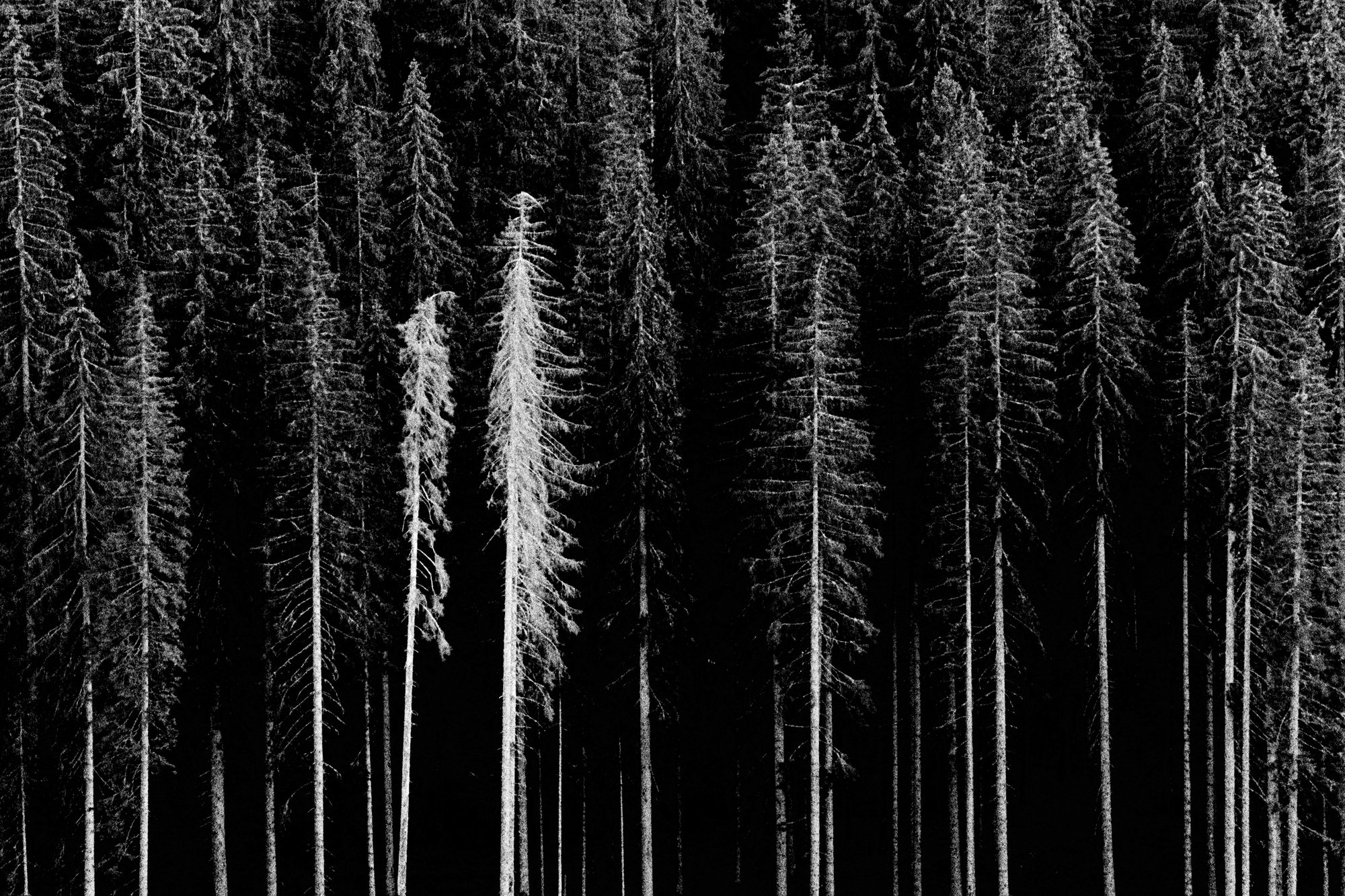 Black and white film photograph by Federico Marcon