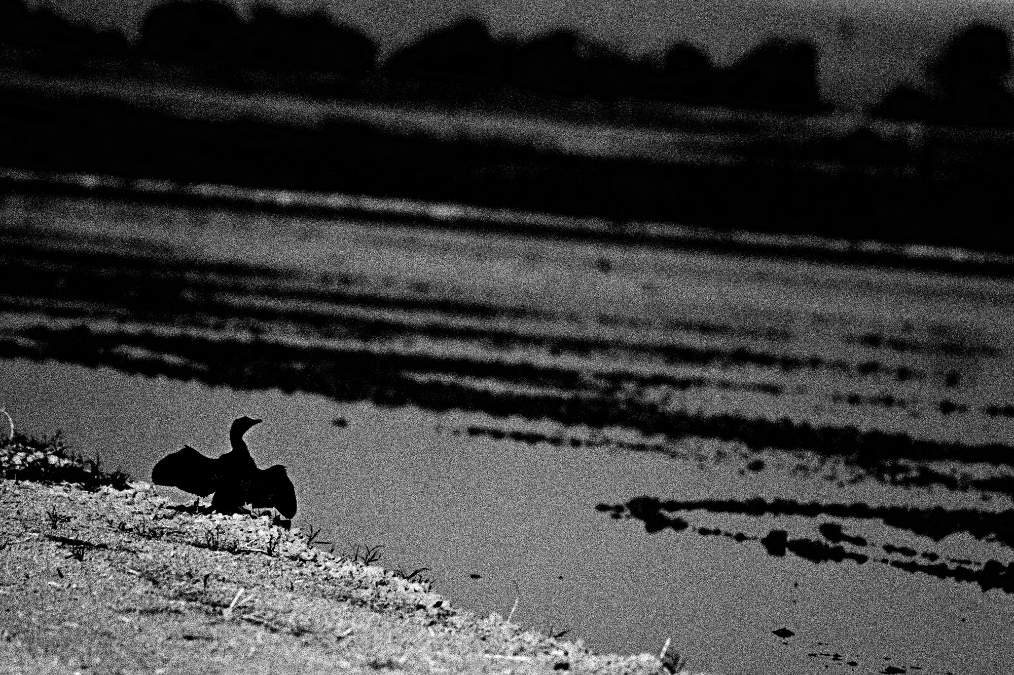 Black and white film photograph by Federico Marcon