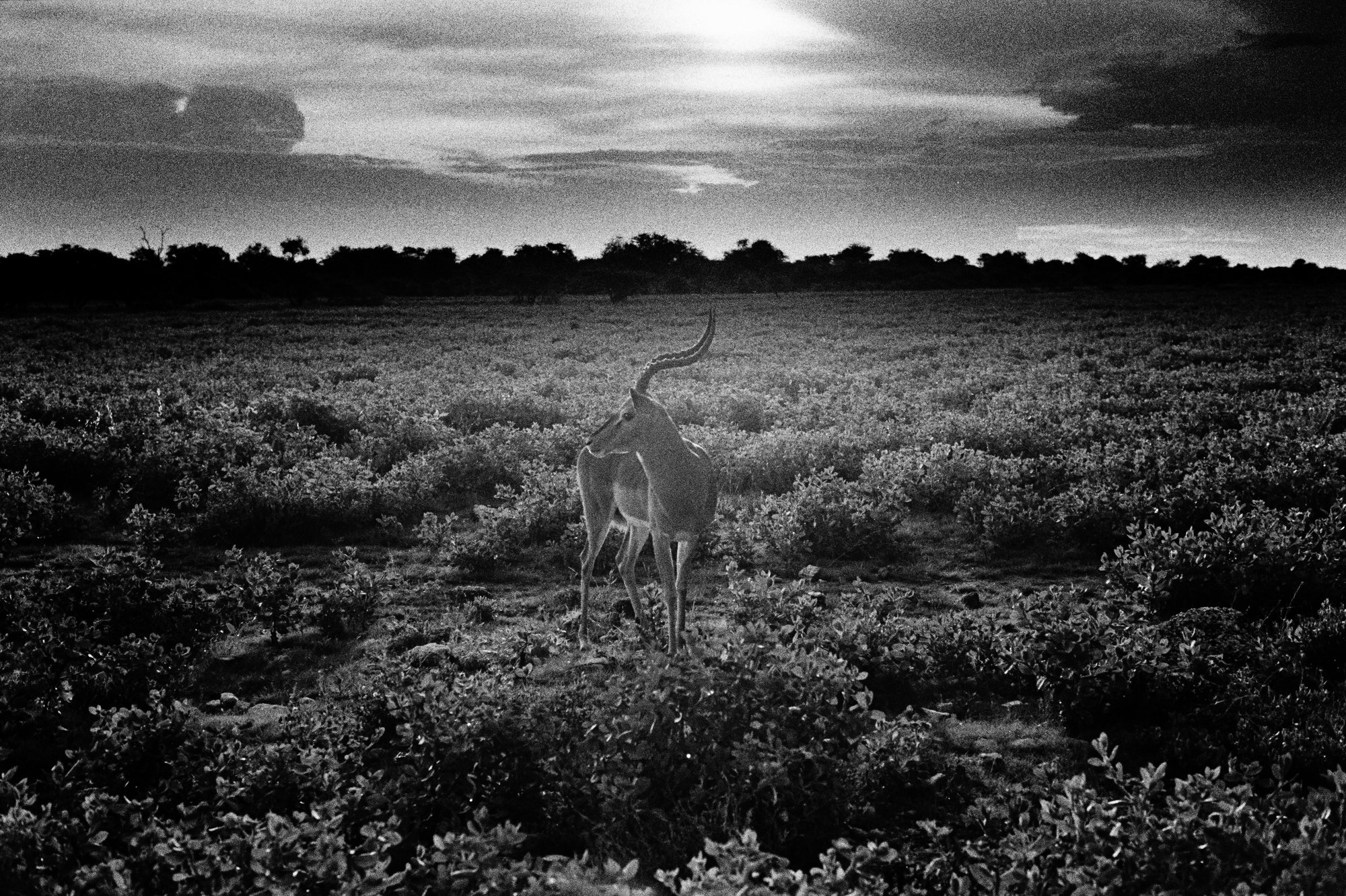 Black and white film photograph by Federico Marcon