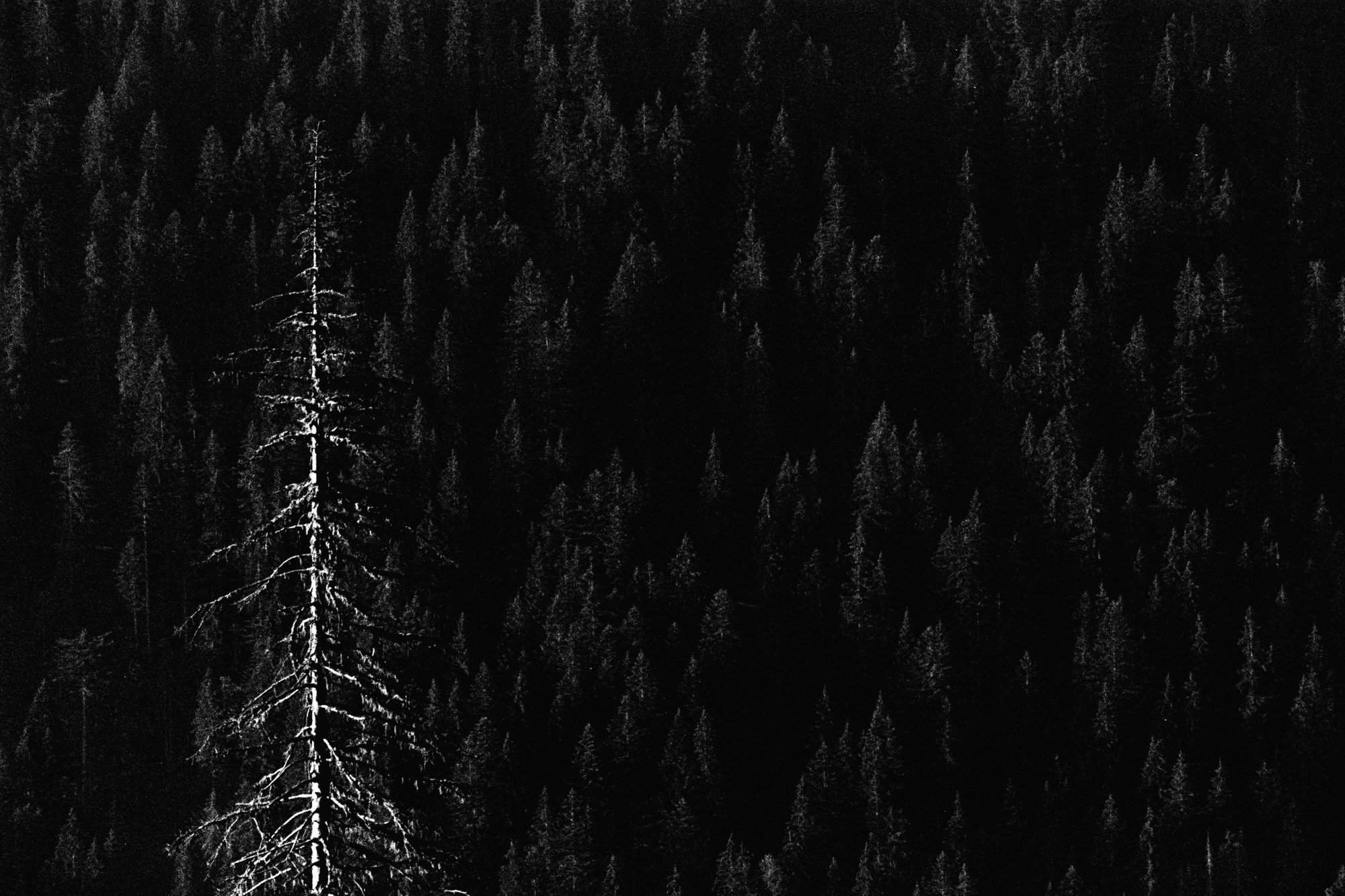 Albero #1 — black and white film photograph from Federico Marcon's Morfologie series