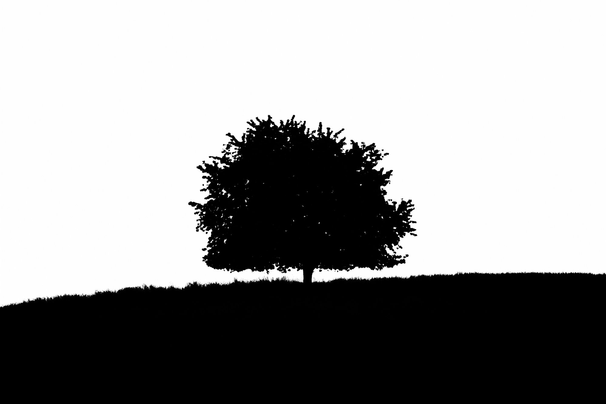 Albero #2 — black and white film photograph from Federico Marcon's Morfologie series