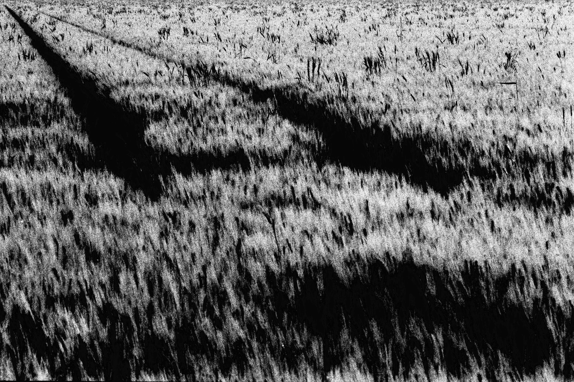 Campo #1 — black and white film photograph from Federico Marcon's Morfologie series
