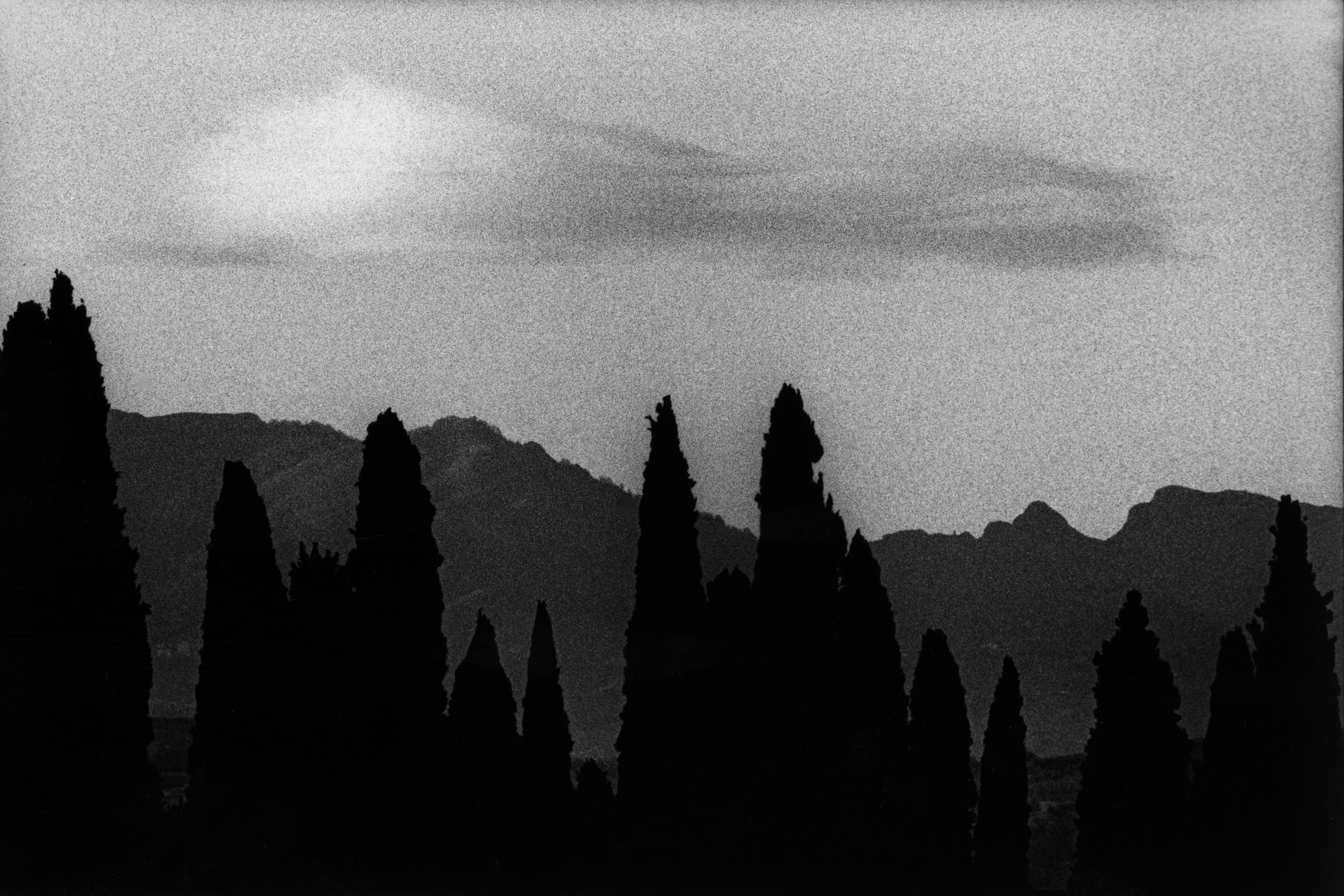 Cipressi #1 — black and white film photograph from Federico Marcon's Morfologie series