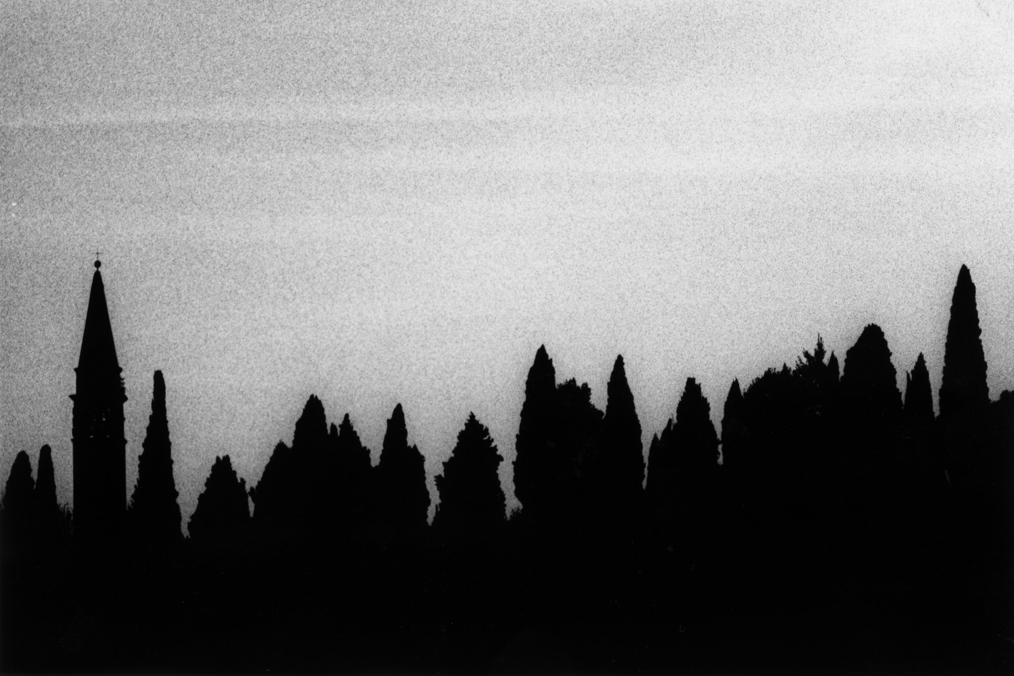 Cipressi #2 — black and white film photograph from Federico Marcon's Morfologie series