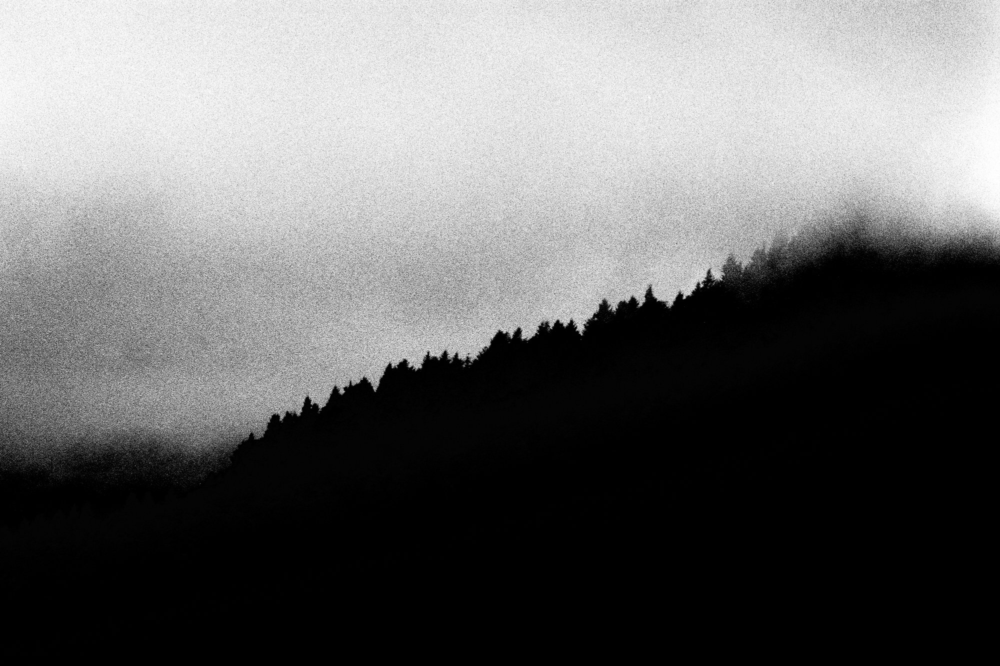 Foresta #1 — black and white film photograph from Federico Marcon's Morfologie series