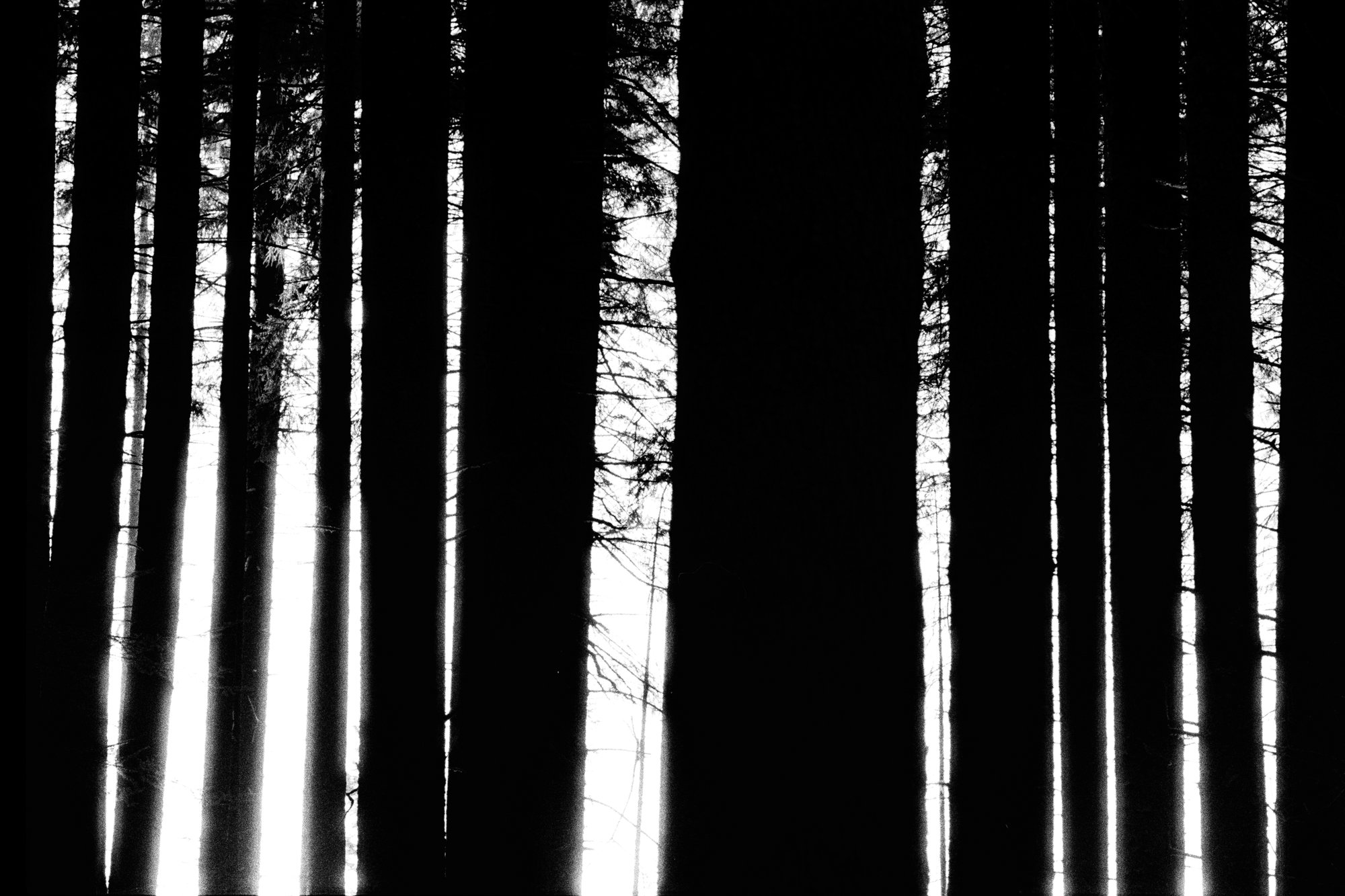 Foresta #2 — black and white film photograph from Federico Marcon's Morfologie series