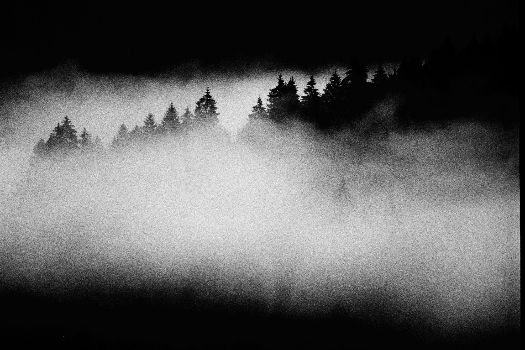Foresta #3 — black and white film photograph from Federico Marcon's Morfologie series